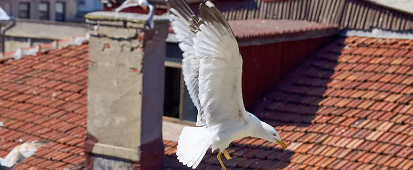 Residential Chimney Animal Removal Solution in Waukegan, IL